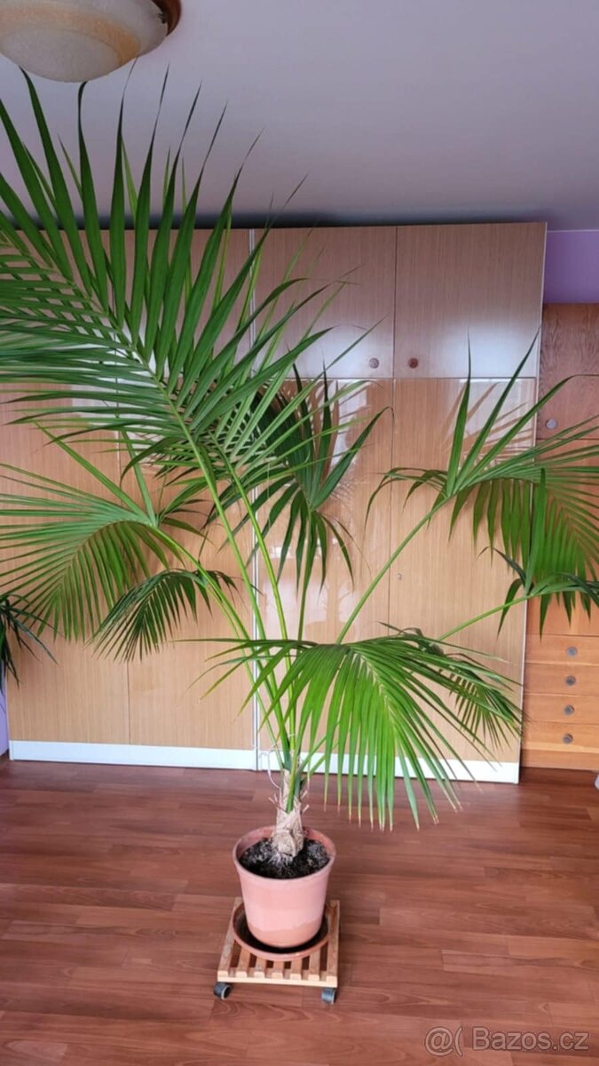 Howea forsteriana 2,3 m - 2