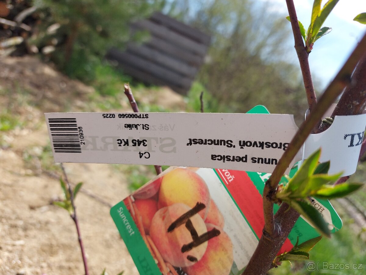 Ovocne stromky - 2