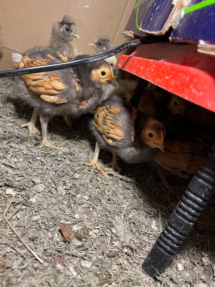 Kuřata Forverky - 2