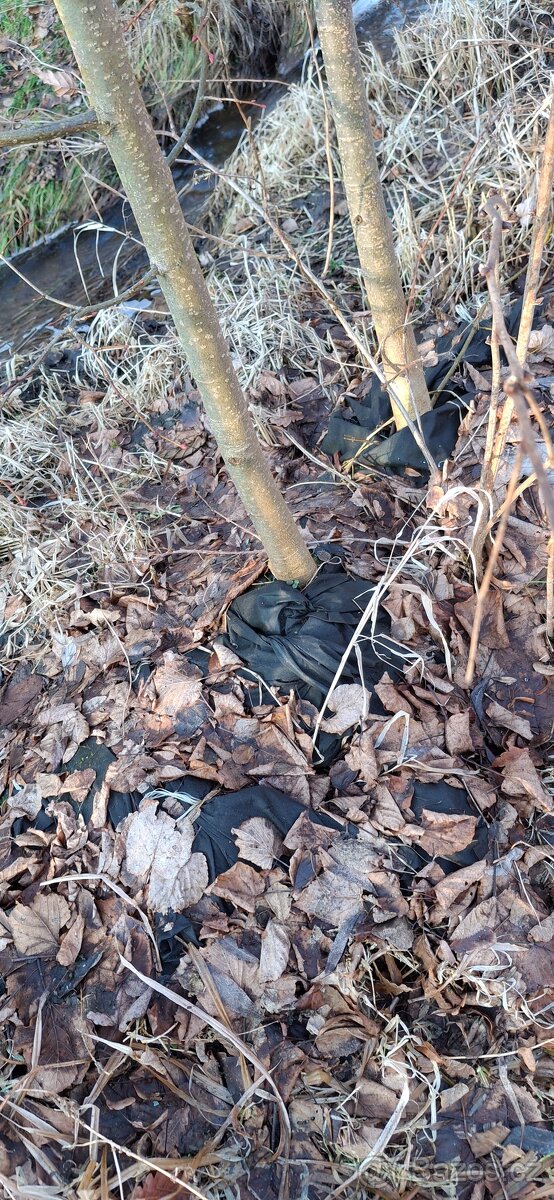 Lípa - zapěstované 5leté stromky s kořenovým balem - 2