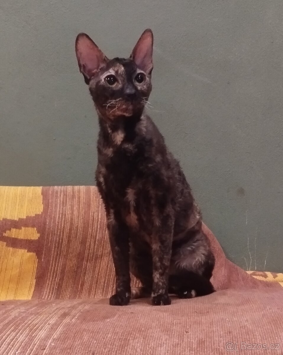 Kočka Cornish Rex - 2