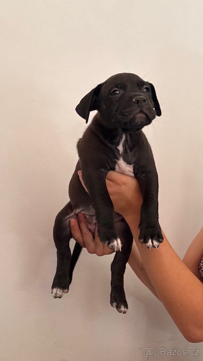 AMERICAN BULLY XL - pes - 2