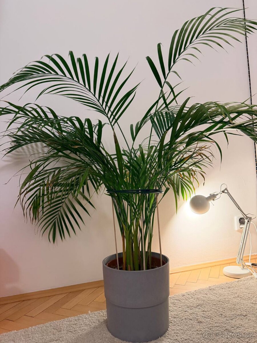 Dypsis lutescens - 2