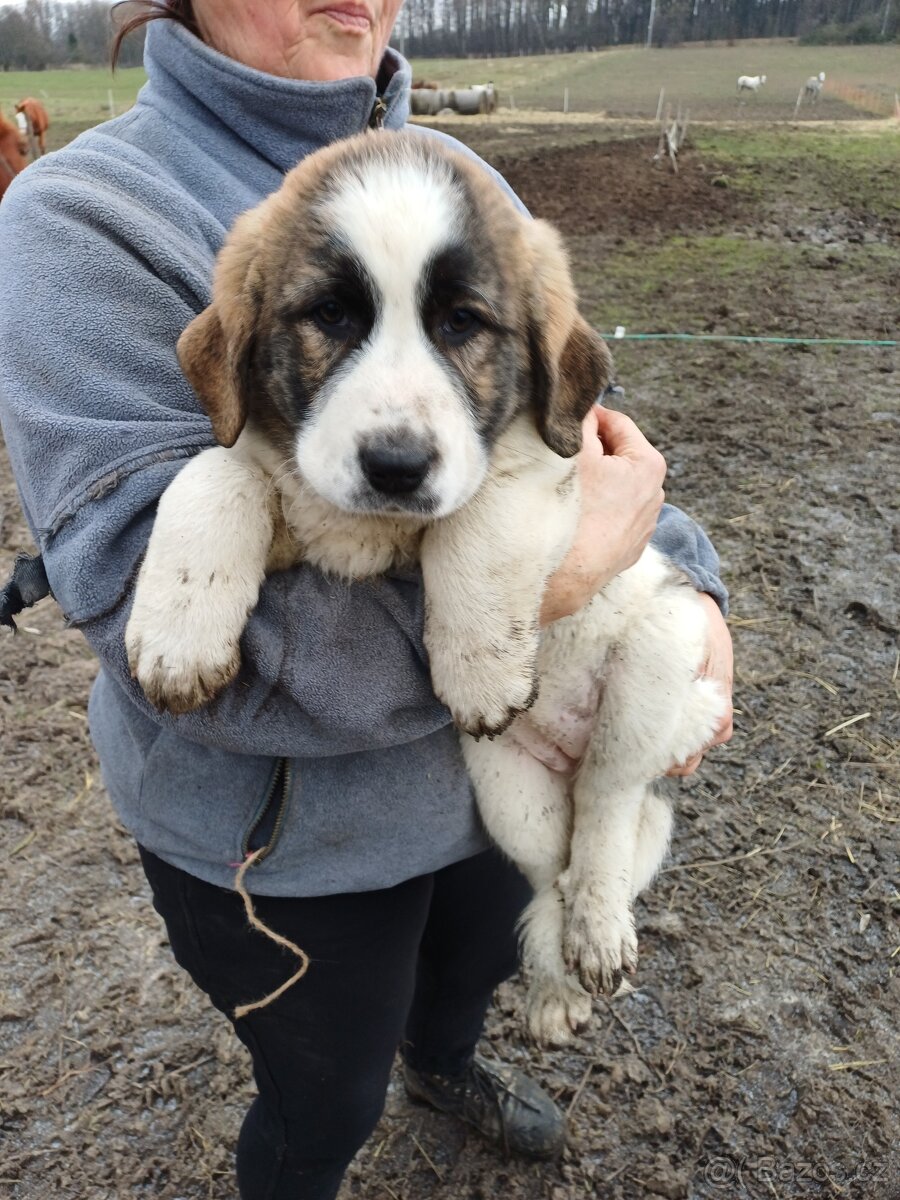 Moskevský strážní pes - 2