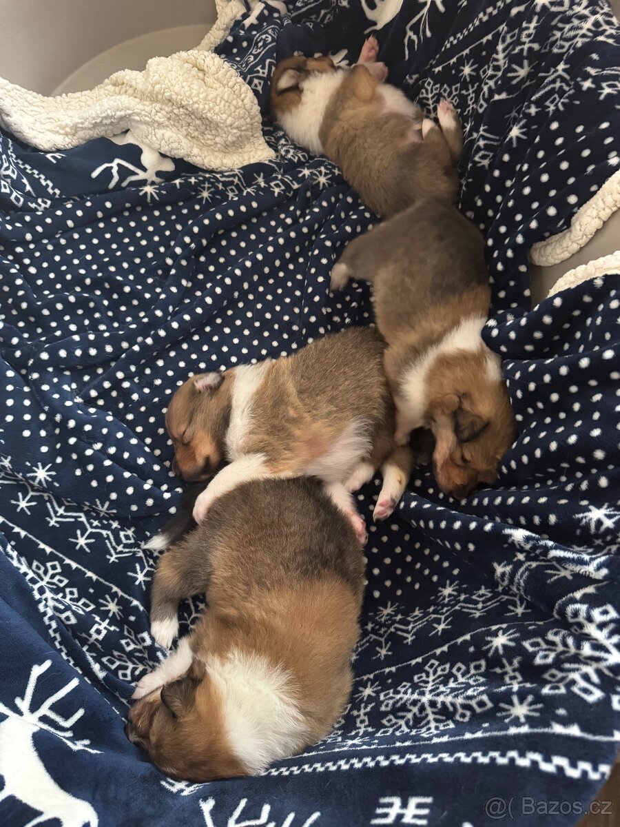 Kolie dlouhosrstá s PP - 2