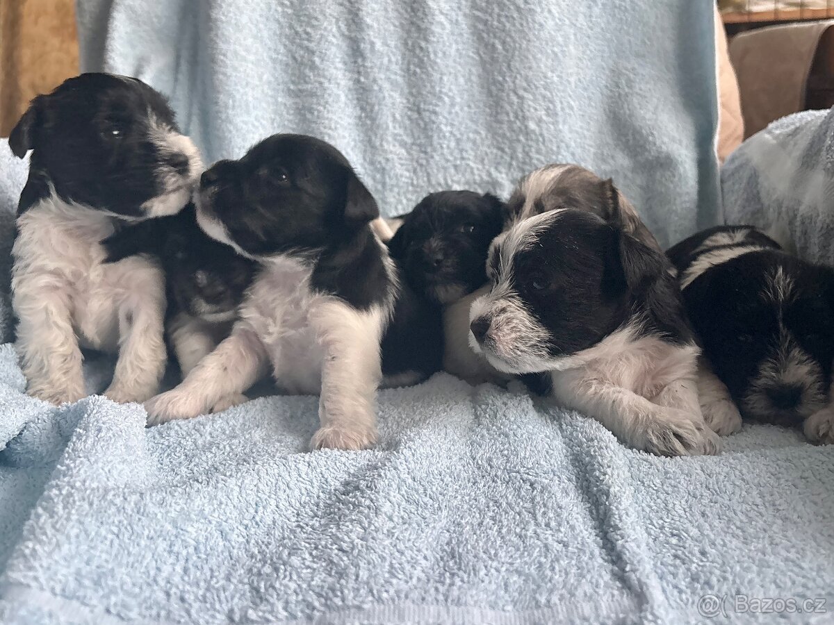 Knírač malý barevný - 2