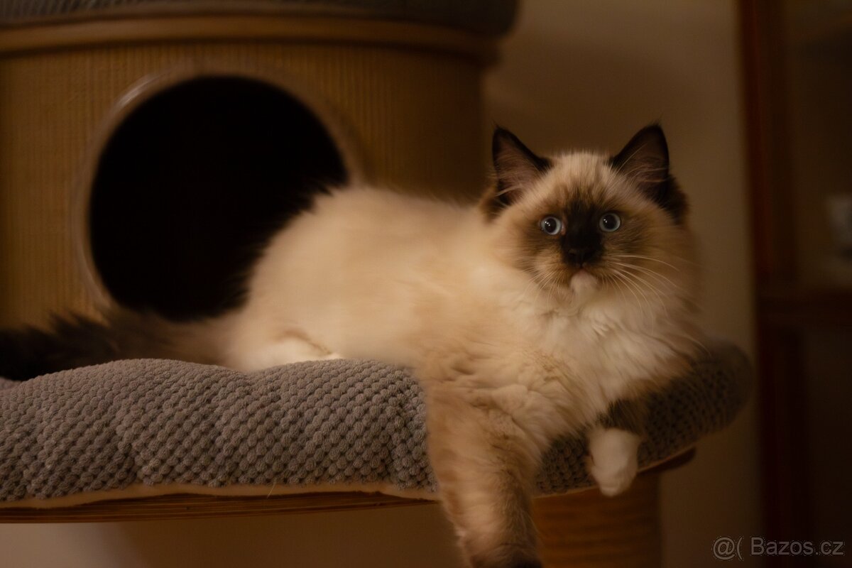 Ragdoll Koťata s PP - 2