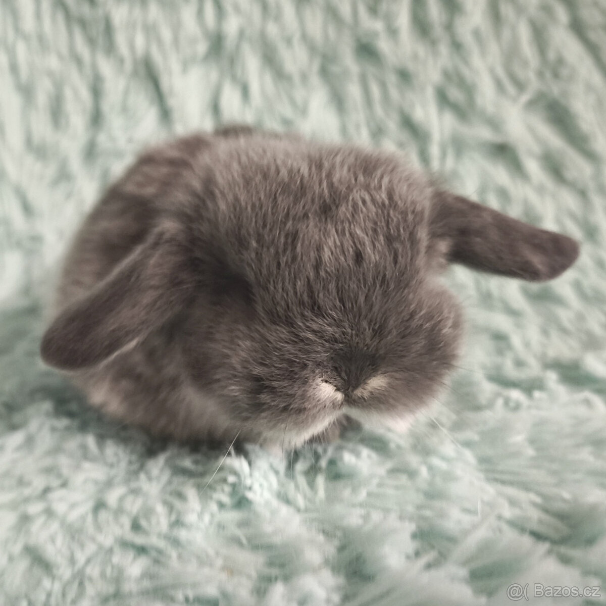 ⭐️ Vánoční ⭐️ Zakrslý beránek 🍀 U2 🍀 - 2