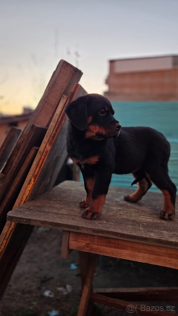 Nabízím rotvajler štěňátka - 2