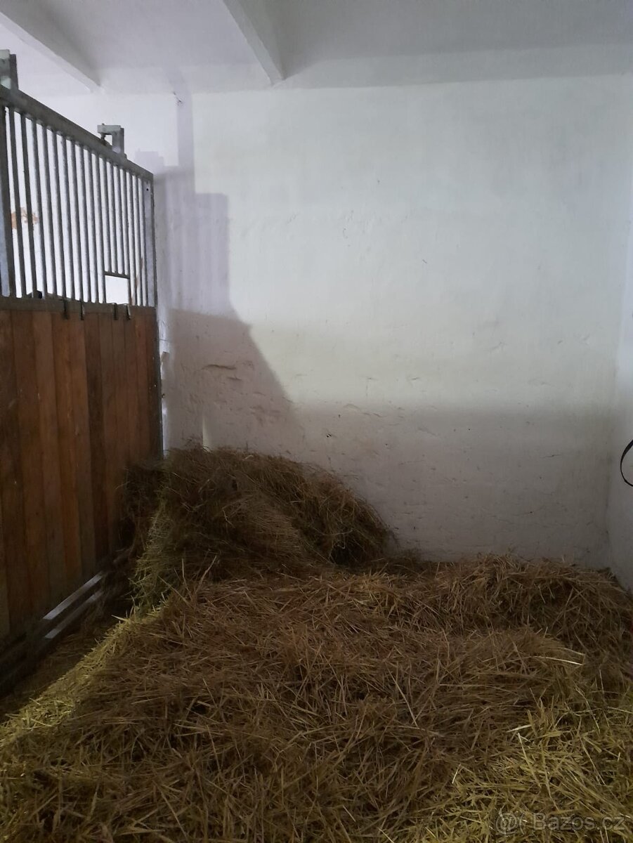 ustájení Plzeň - 2