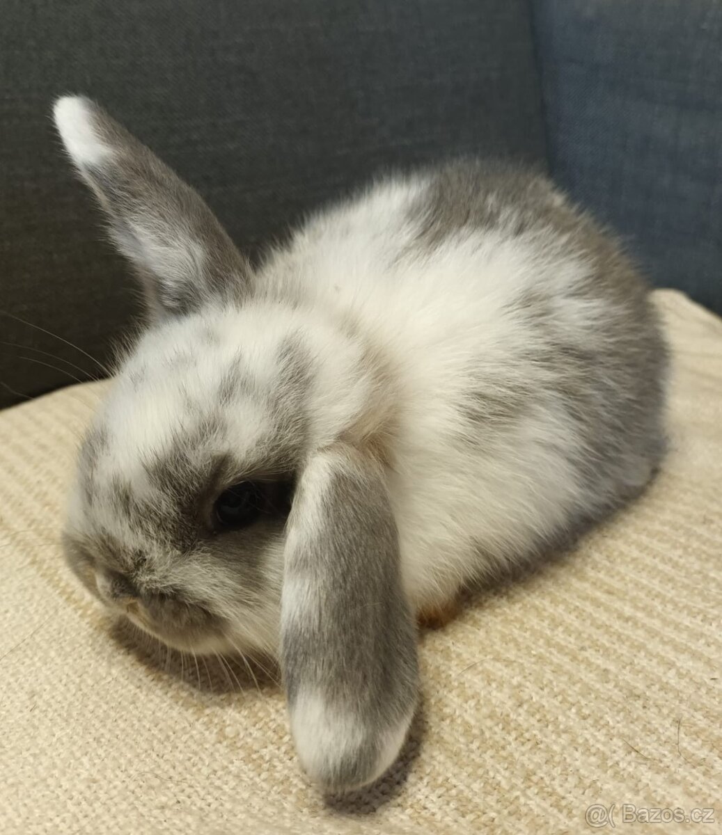 Zakrslý králík - beránek - 2