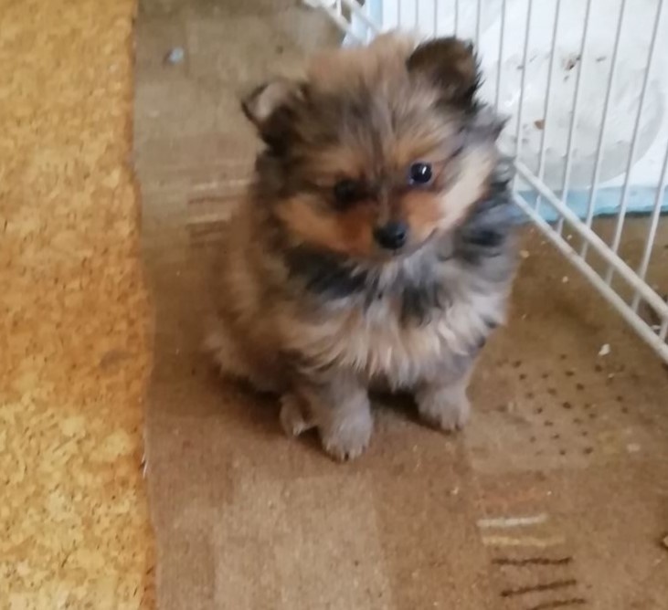 Německý špic trpasličí - 2