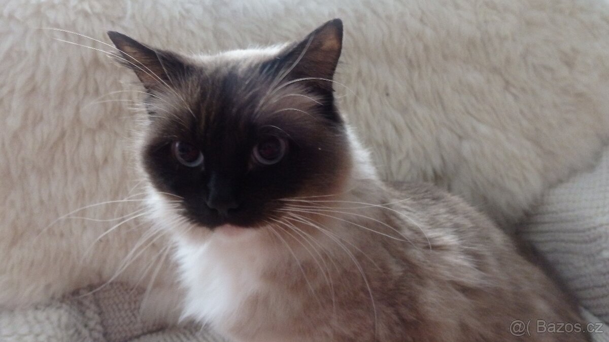 ragdoll,radgoll,dospelé mačky - 2