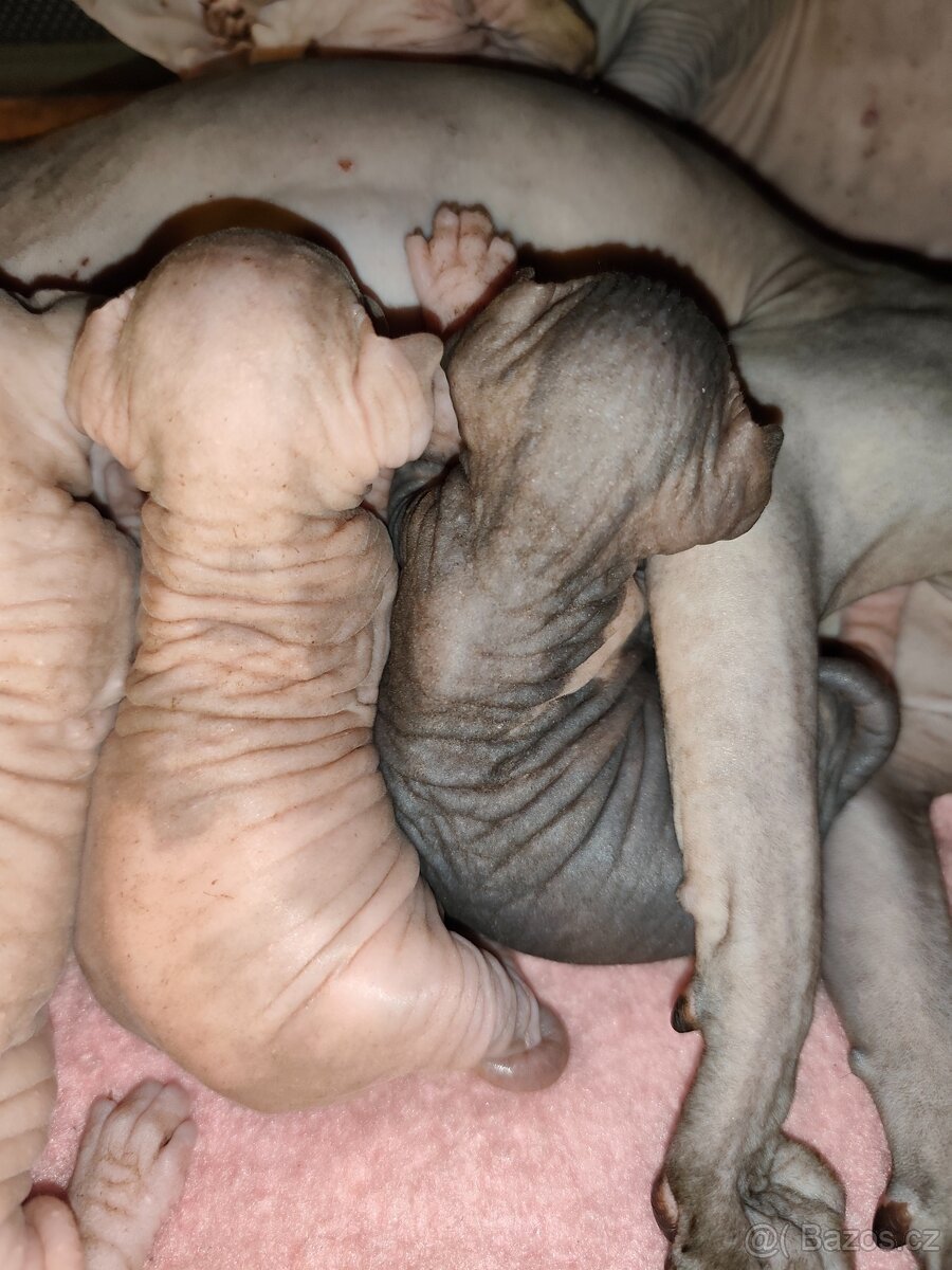 Kanadský sphynx - 2