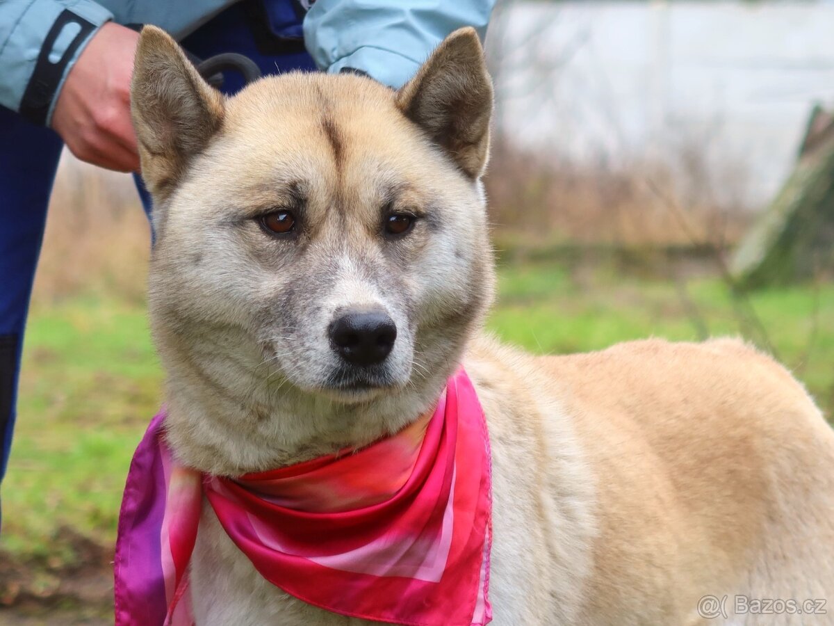 Dafne hledá domov - 2