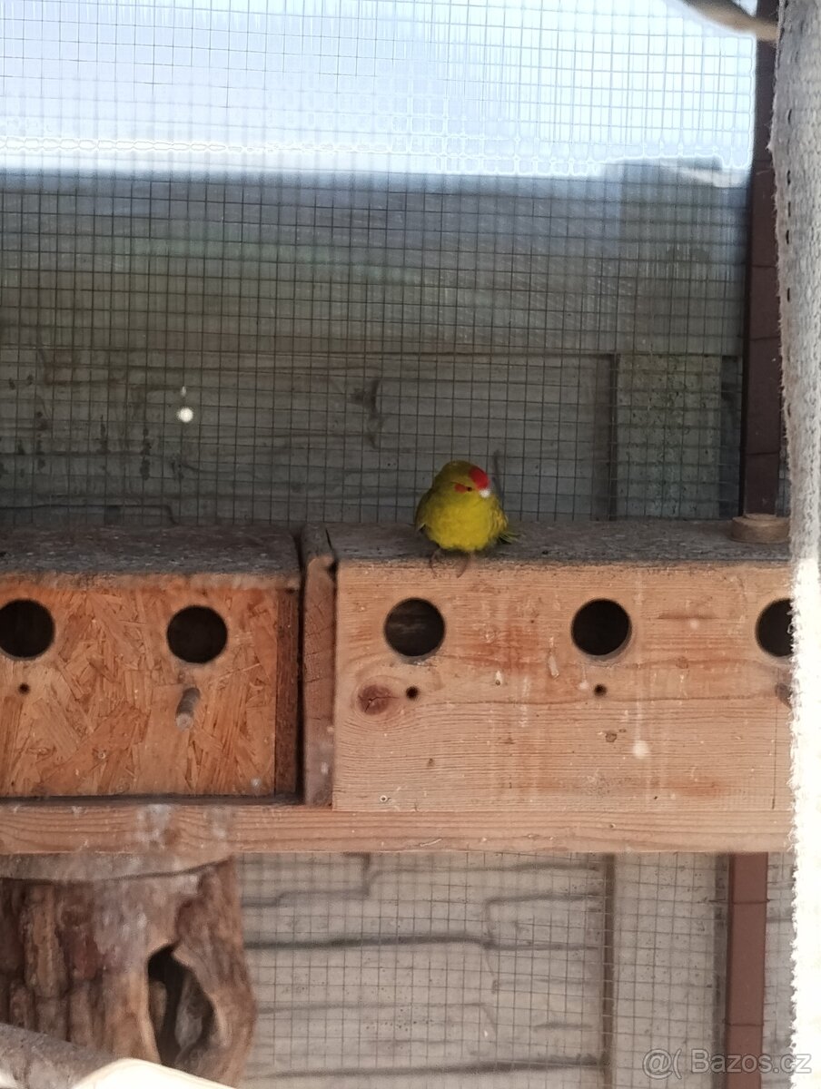 Kakariky - 2