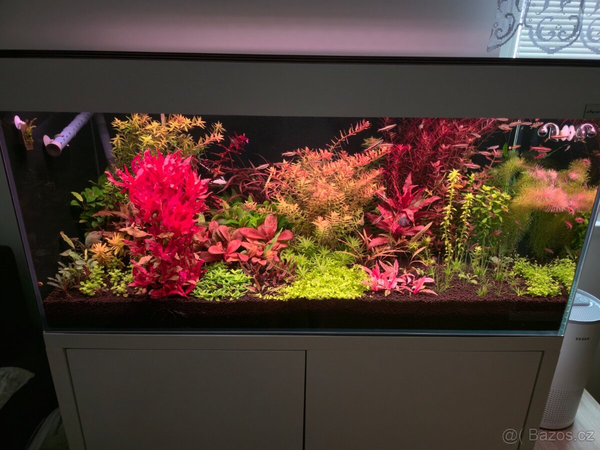 Akvarijní rostlinky z prostřihu - 2