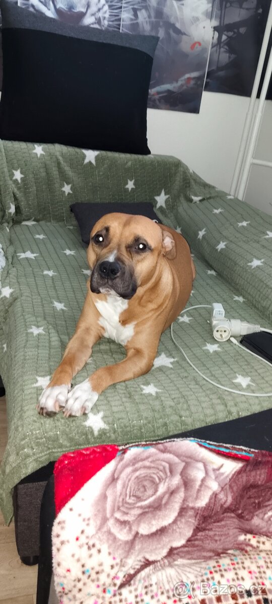 Americky stafordšírský terier - 2