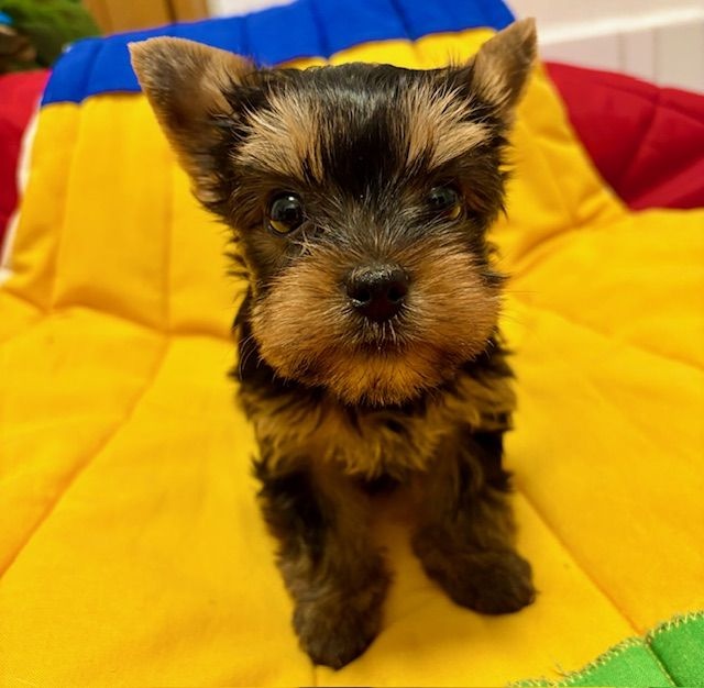 Yorkshirek s PP FCI k výběru a rezervaci - 2