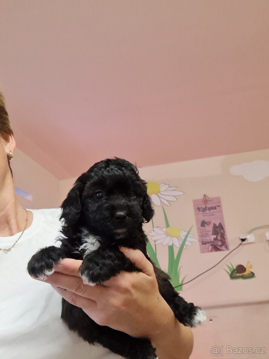 Maltipoo cavapoo Cockapoo pudel - 2