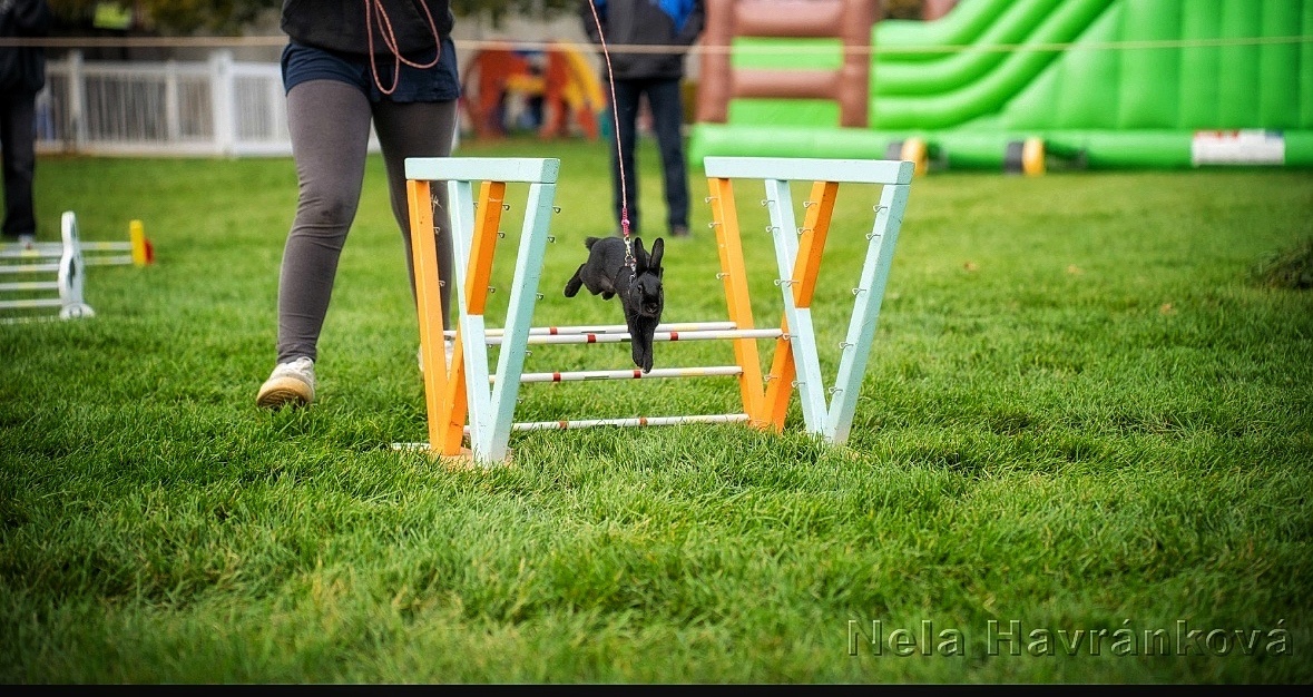 sportovní králík s pp - import Německo Valkýra - 2