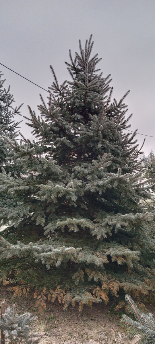 Vánoční stromeček, stromek, strom, smrk pichlavý č.2 - 2