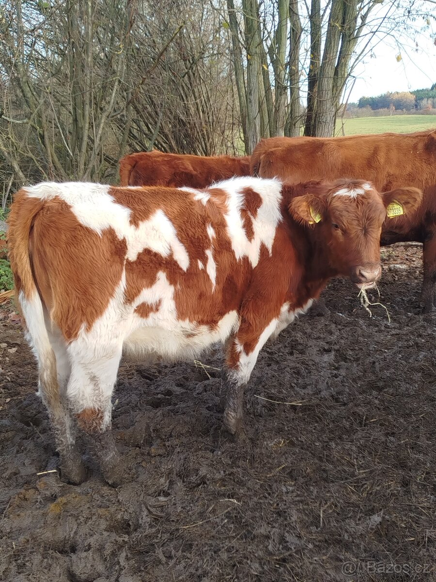 Prodám skot zástav - 2