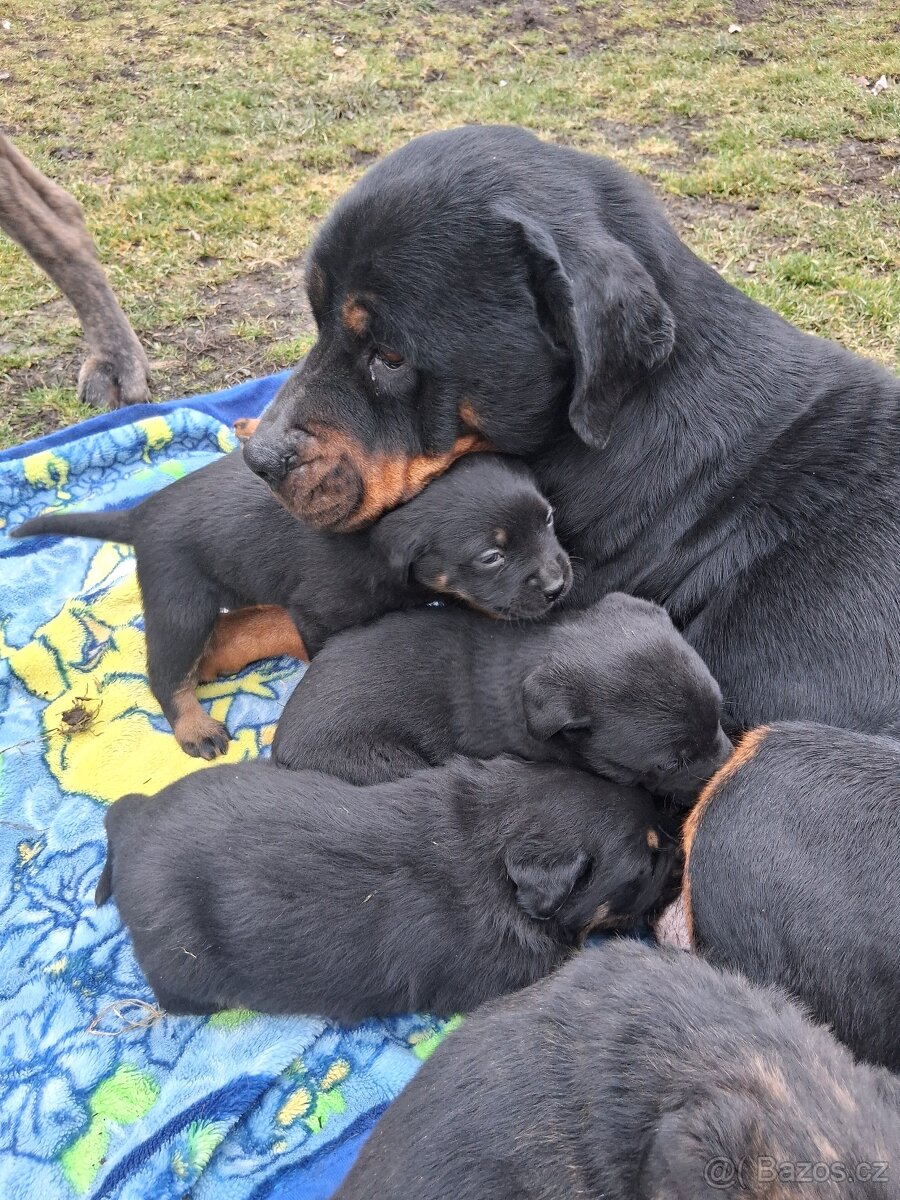 Štěňátka - 2