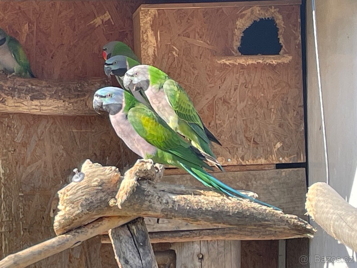 Alexandr Činský - 2