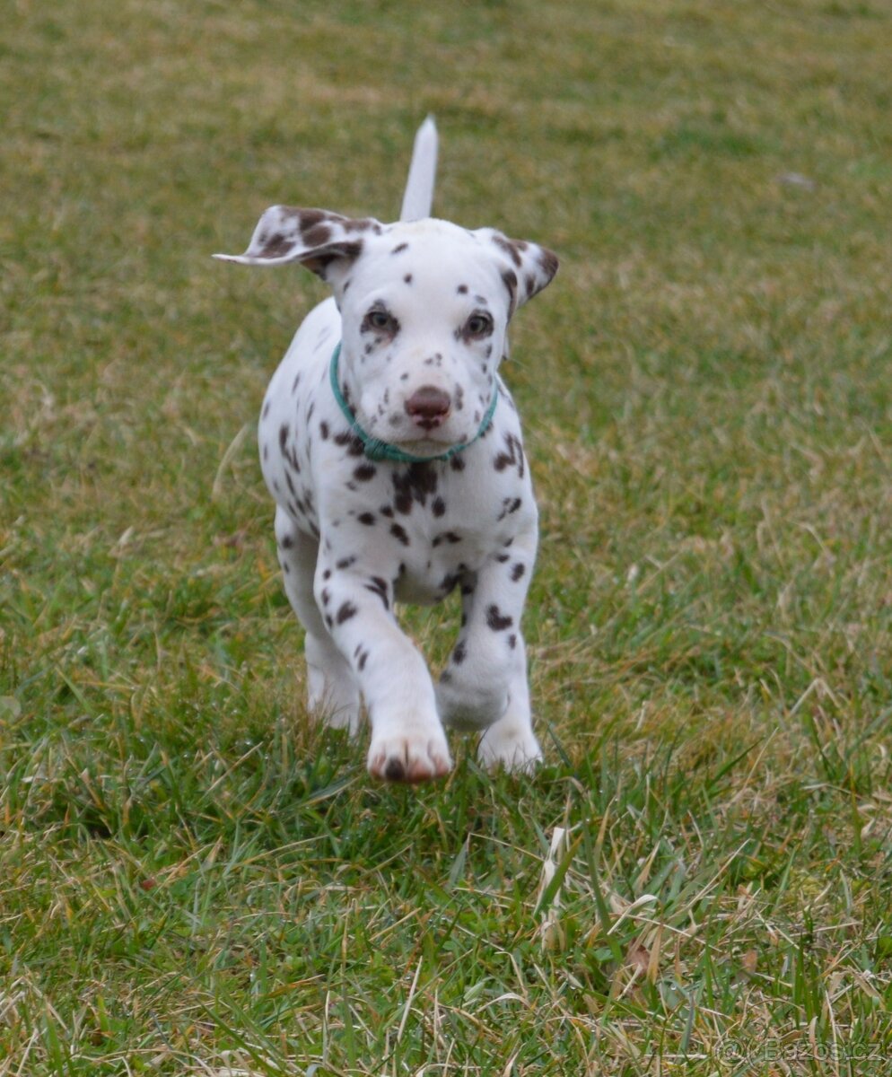 Dalmatin štěňata - pejsek - 2