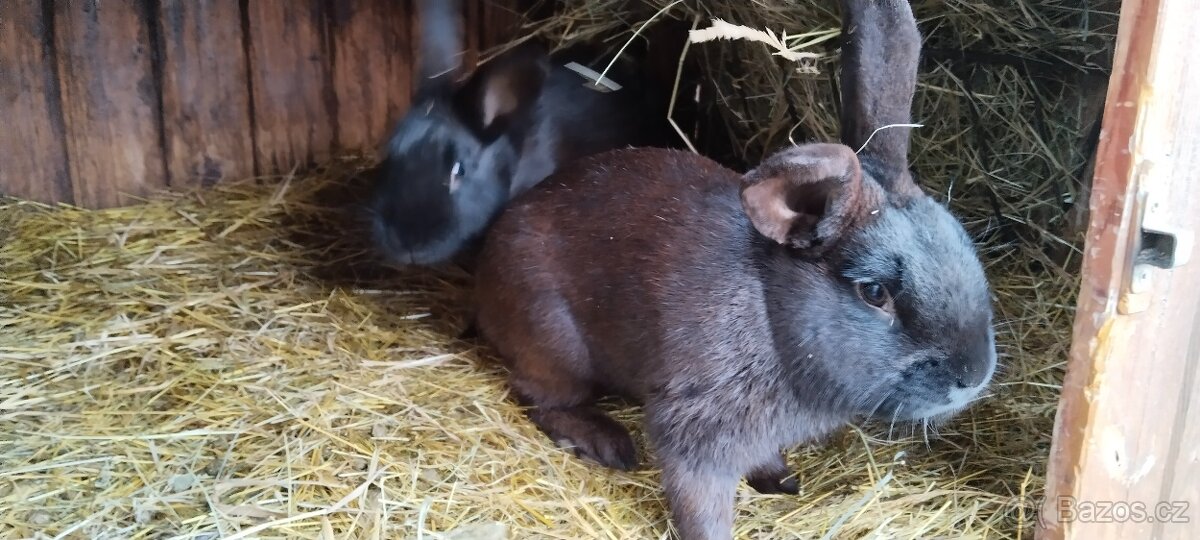 Prodej 2 samci 4/2025 Ceskomoravsky - 2