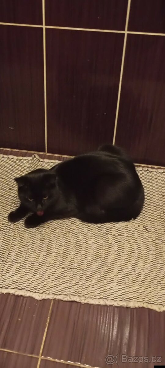 Kočička zdarma - 2