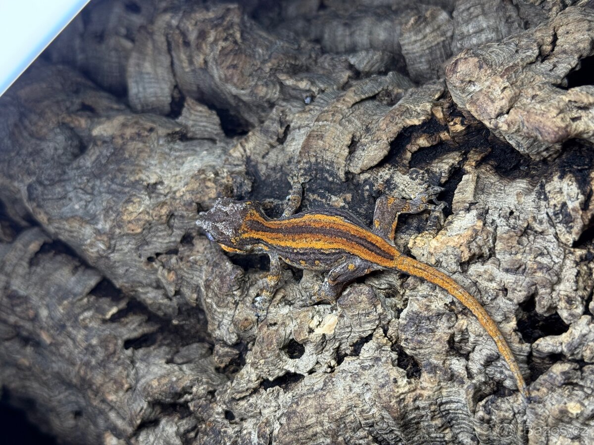 Auriculatus - 2