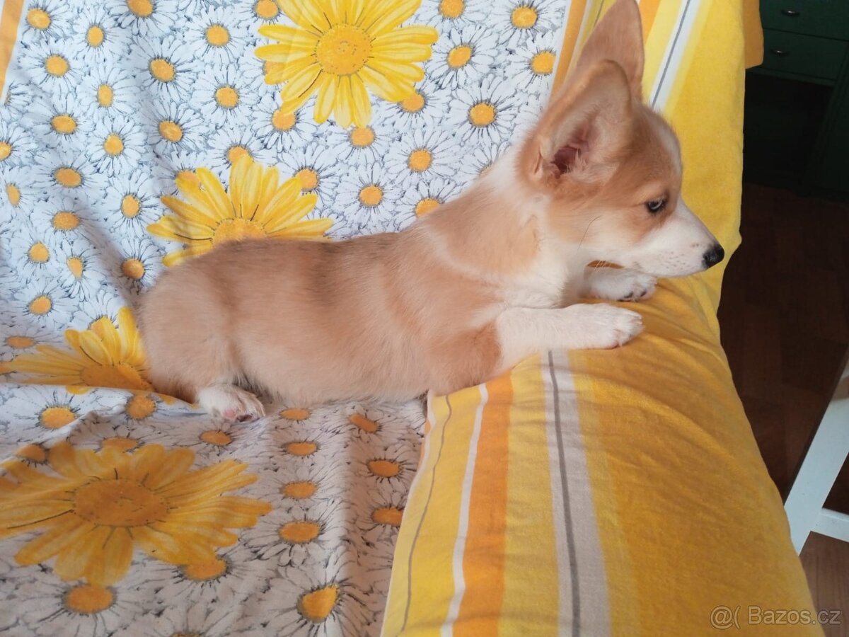 Welsh Corgi - 2