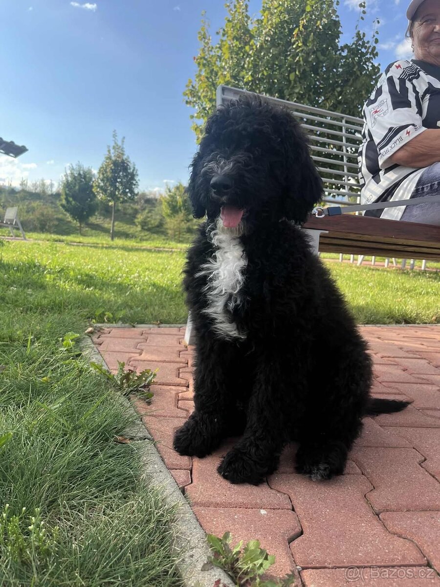 Labradoodle - 2
