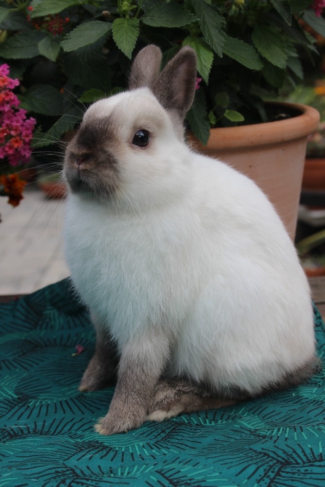 Zakrslý siamský žlutý oceněná mláďata - 2