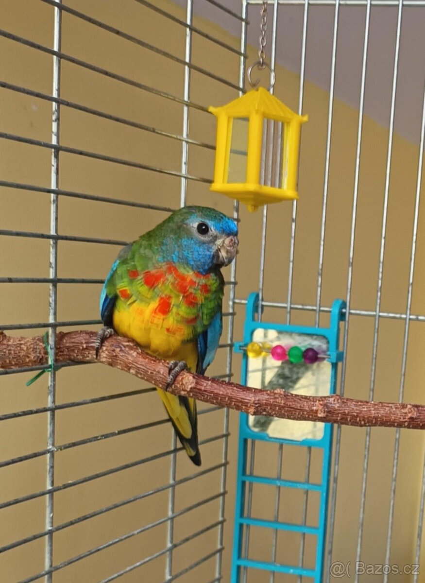 Neoféma modrohlavá - 2