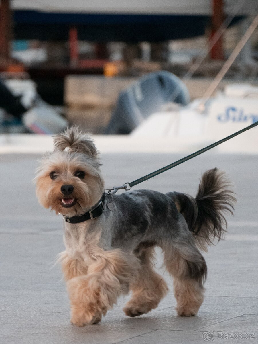 Jorkšírsky teriér, krytí Ne na prodej - 2