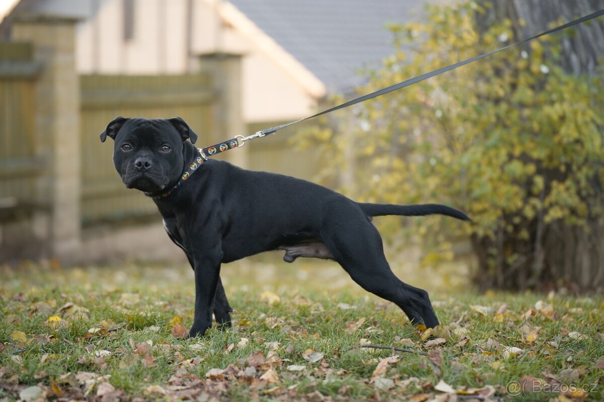 Stafordšírský bulteriér - 2