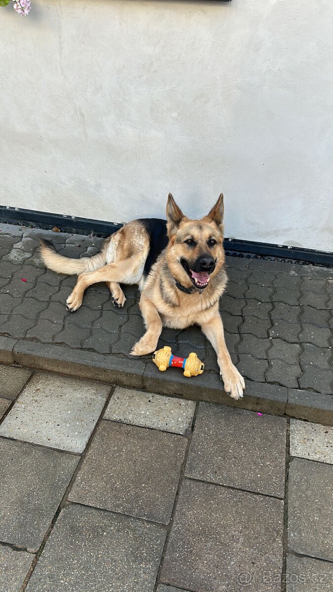 Daruji fenku německého ovčáka do dobrých rukou - 2