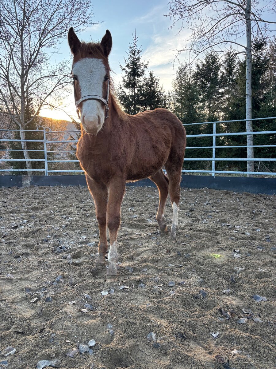 Perspektívny Žrebček - 2