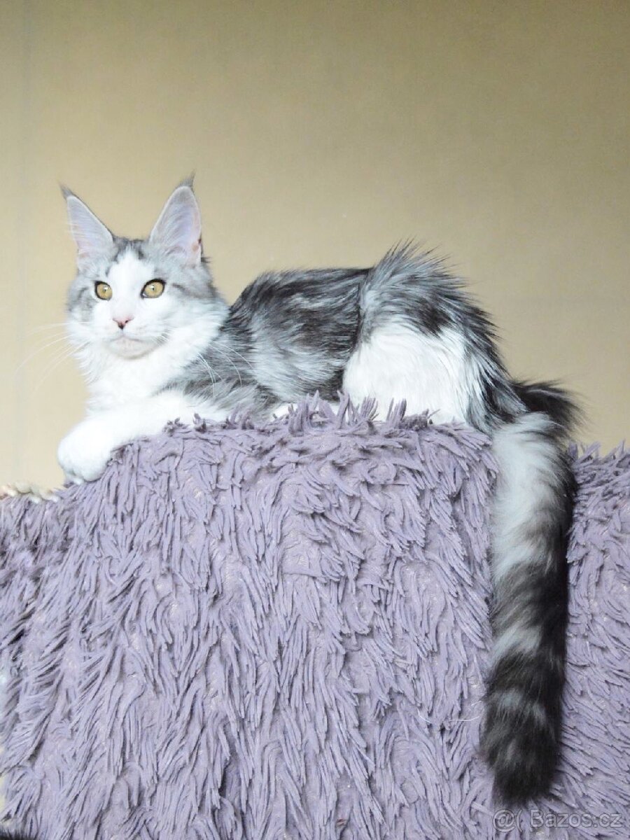 Mainská mývalí kočička s PP - 2