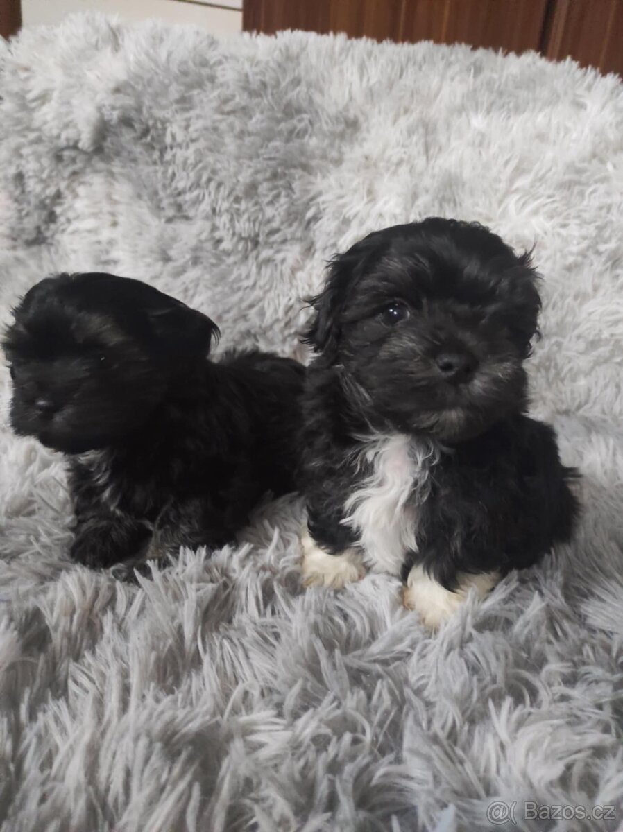 Havanský psík, havaňáček - 2