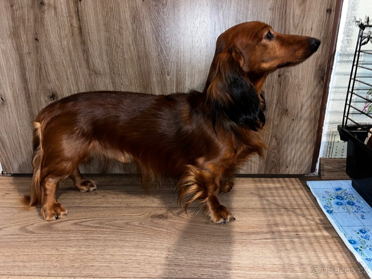 Nabídka krytí-dlouhosrstý jezevčík s PP - 2