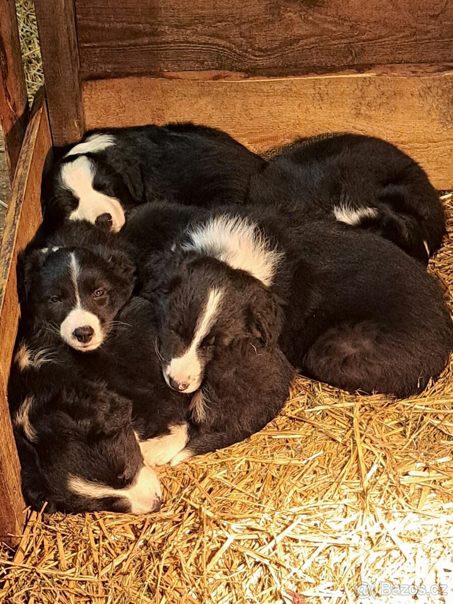 Štěňata border kolie - 2