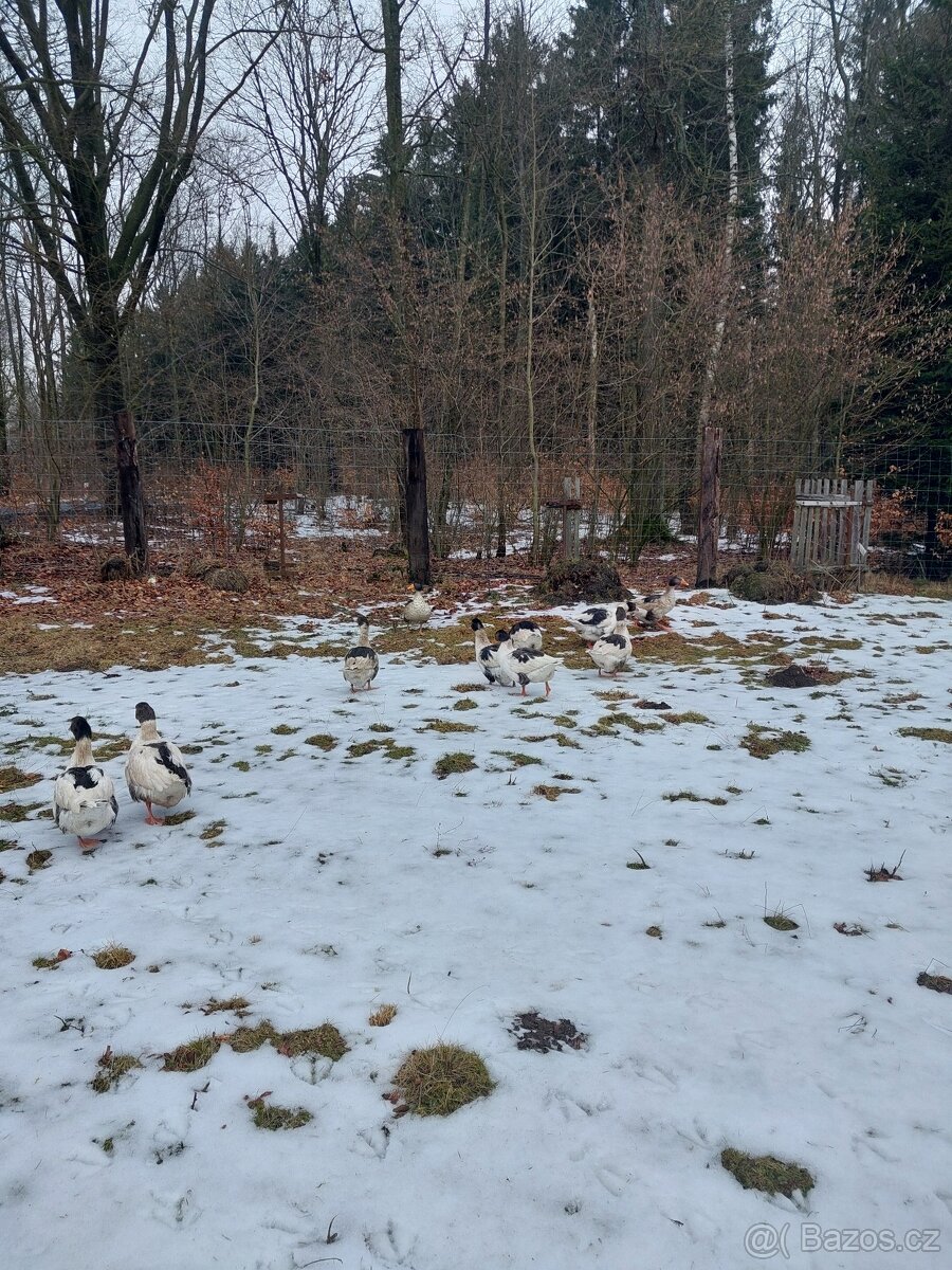 Husa pomořanská a česká - 2