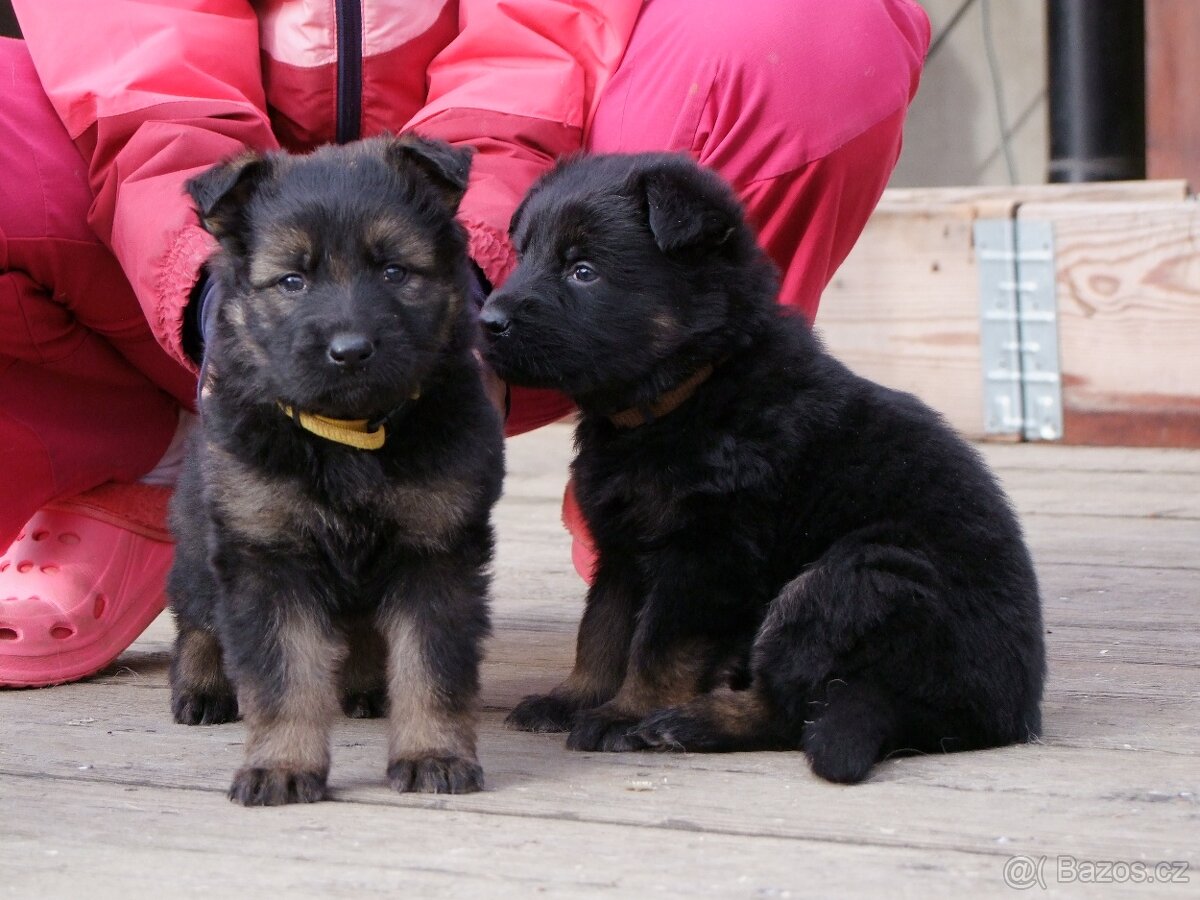 Německý ovčák štěňata - fenky - 2