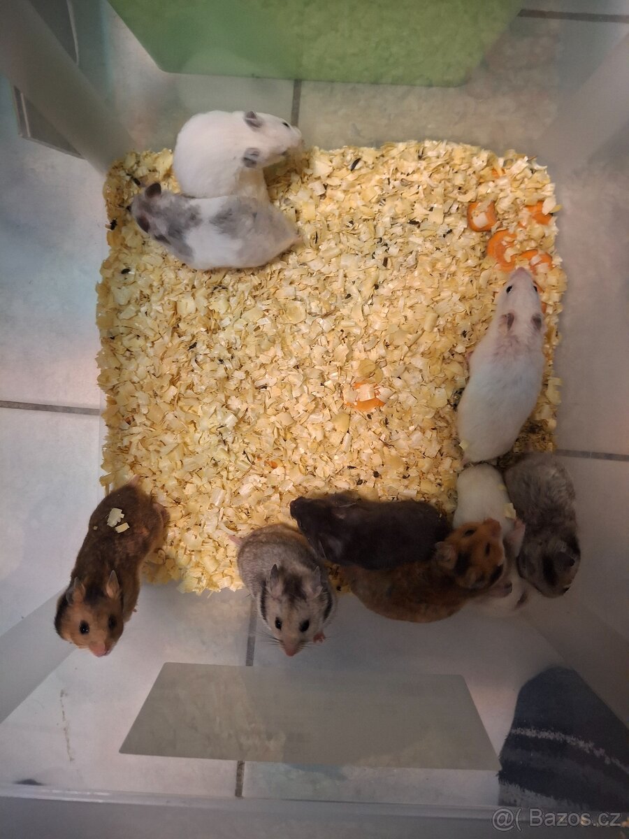 Křeček syrský - 2