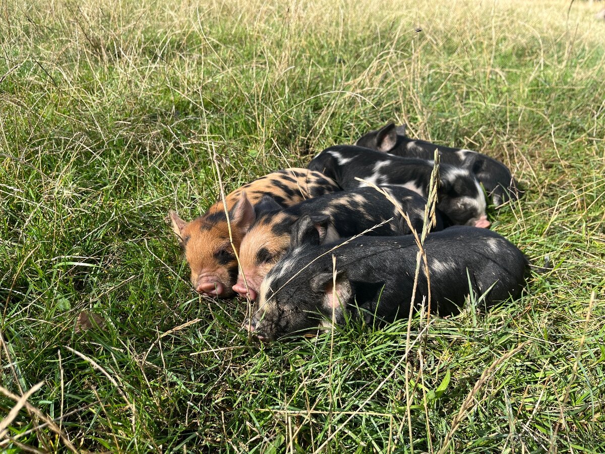 Kune Kune prasátka - 2