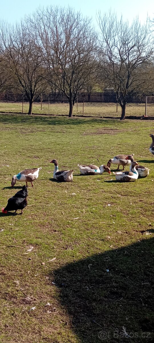 Prodám pomořanské housery - 2